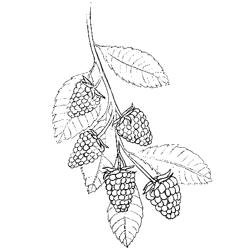 lineart